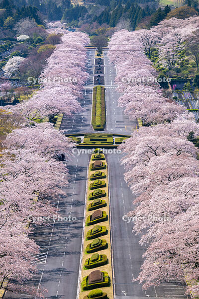 冨士霊園の桜並木 [YMA110016124]
