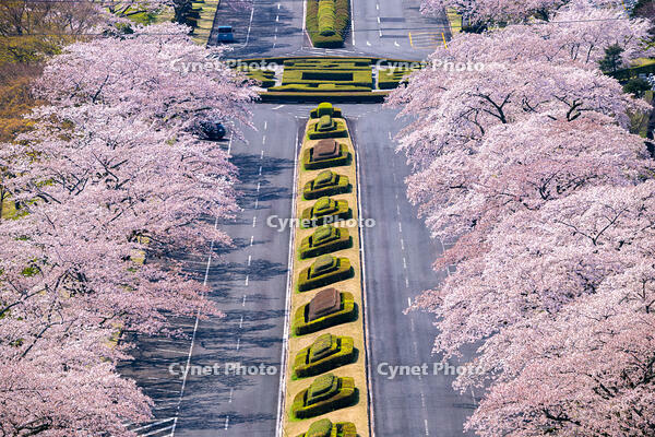 冨士霊園の桜並木 [YMA110016125]