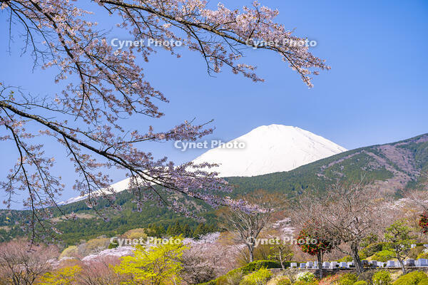 冨士霊園の桜と富士山 [YMA110016126]