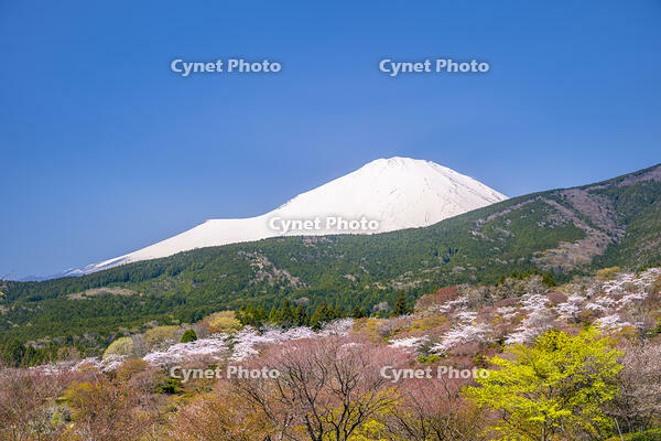 冨士霊園の桜と富士山 [YMA110016127]