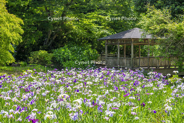 生田緑地のしょうぶ園 [YMA110016156]