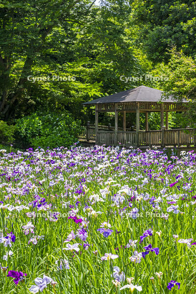 生田緑地のしょうぶ園 [YMA110016157]