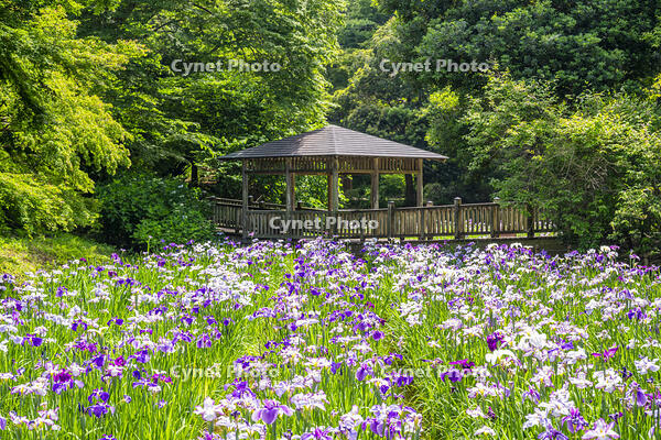 生田緑地のしょうぶ園 [YMA110016158]