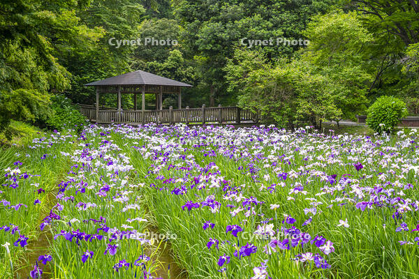 生田緑地のしょうぶ園 [YMA110016159]