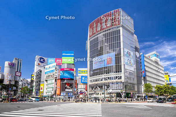 渋谷スクランブル交差点 [YMA110016171]