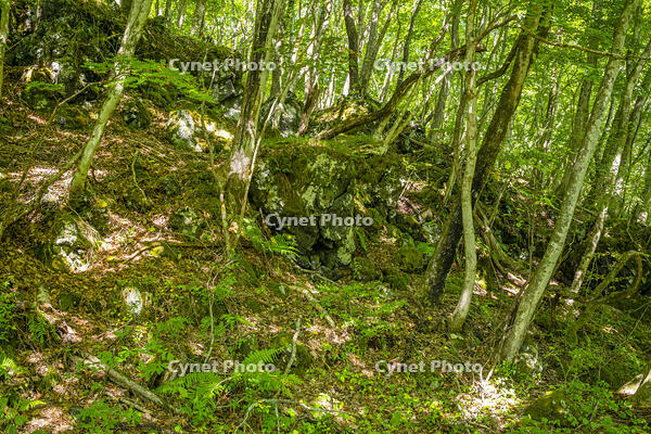 鷹丸尾溶岩の大露頭 [YMA110016182]