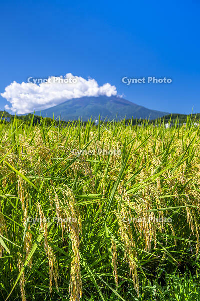 稲穂と富士山 [YMA110016183]