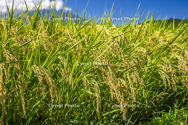 稲穂 [YMA110016184]