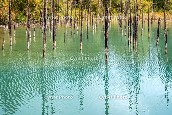 秋の青い池 [YMA110016185]