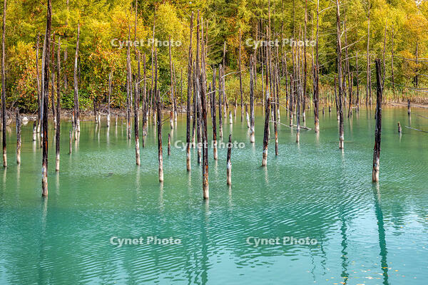 秋の青い池 [YMA110016186]