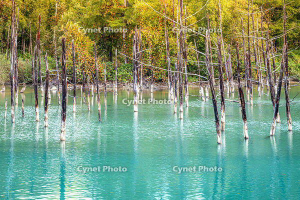 秋の青い池 [YMA110016187]