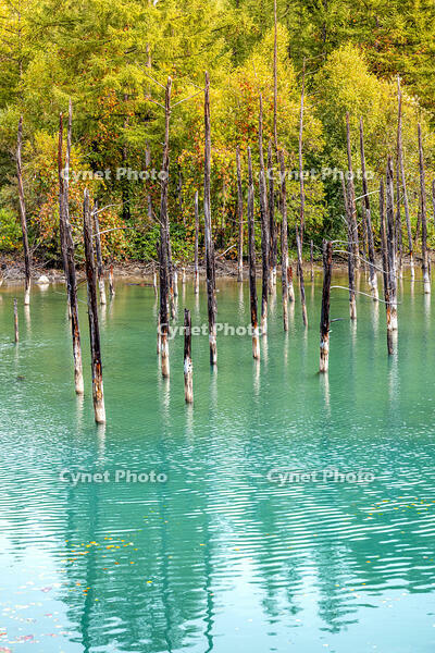 秋の青い池 [YMA110016189]