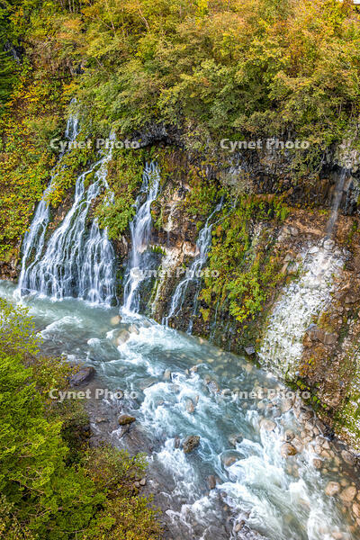 秋の白ひげの滝 [YMA110016192]