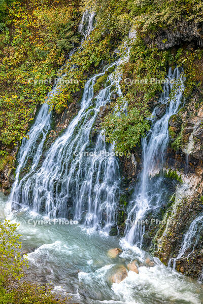 秋の白ひげの滝 [YMA110016195]