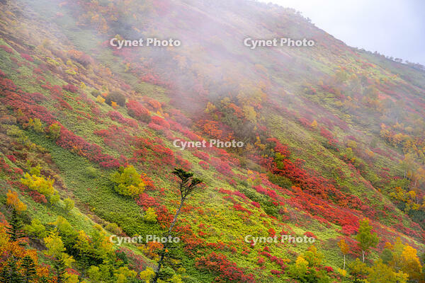 秋の銀仙台 [YMA110016197]