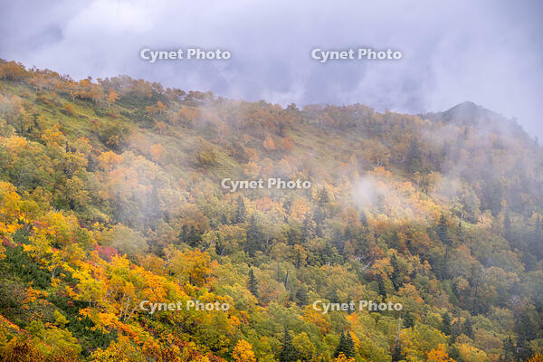 秋の銀仙台 [YMA110016198]