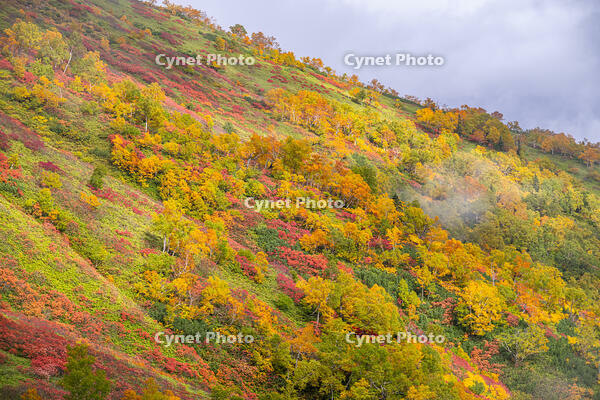 秋の銀仙台 [YMA110016199]