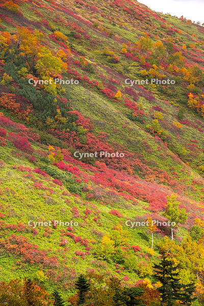 秋の銀仙台 [YMA110016200]