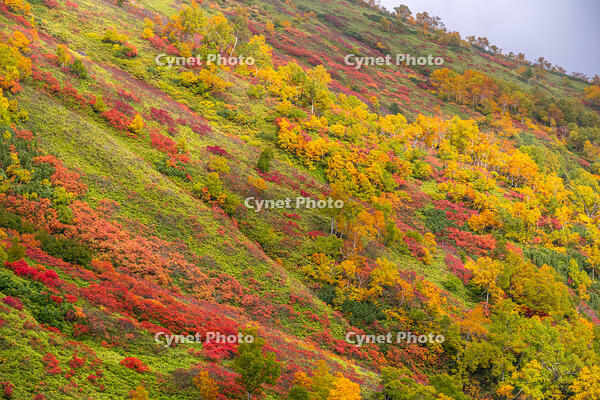 秋の銀仙台 [YMA110016201]