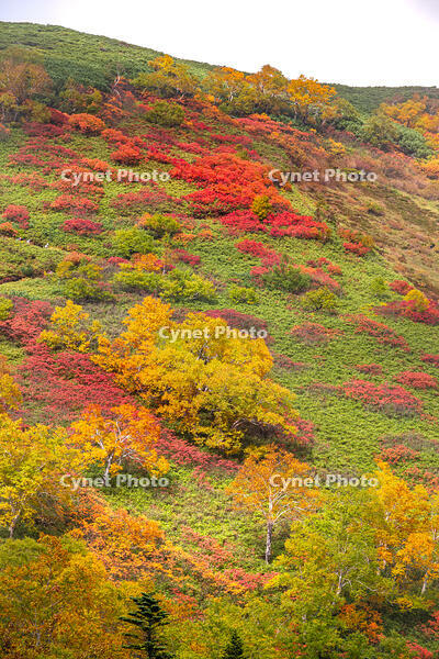 秋の銀仙台 [YMA110016202]