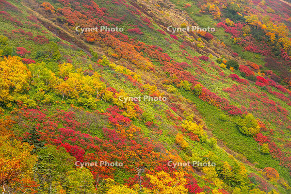 秋の銀仙台 [YMA110016203]