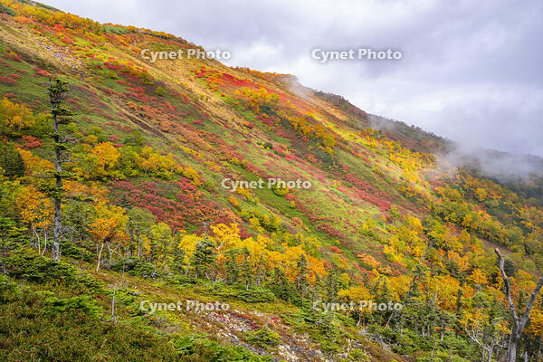秋の銀仙台 [YMA110016205]