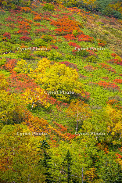 秋の銀仙台 [YMA110016208]