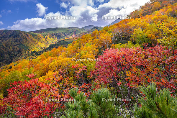 秋のあまりょうの滝展望台からの景色 [YMA110016214]