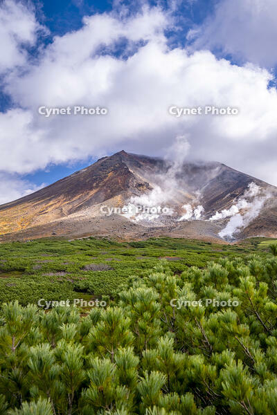 ハイマツと秋の旭岳 [YMA110016219]