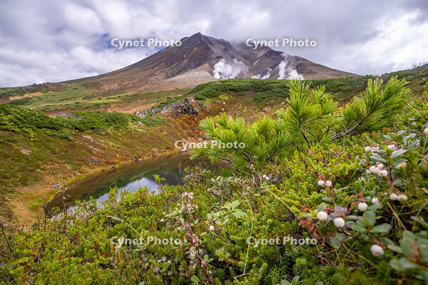 シラタマノキと旭岳 [YMA110016230]