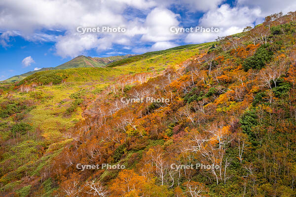 秋の旭岳ロープウェイからの景色 [YMA110016257]