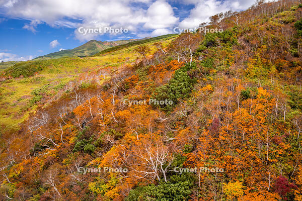 秋の旭岳ロープウェイからの景色 [YMA110016258]