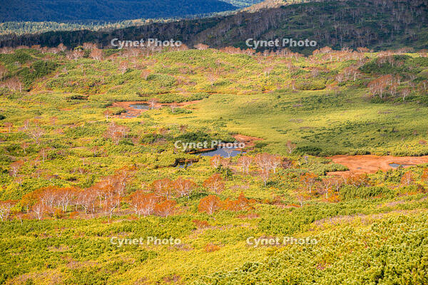 秋の旭岳ロープウェイからの景色 [YMA110016260]