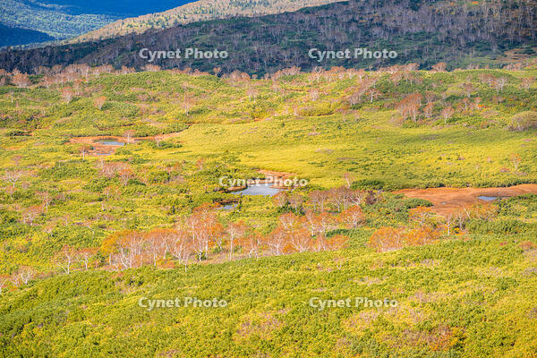 秋の旭岳ロープウェイからの景色 [YMA110016261]