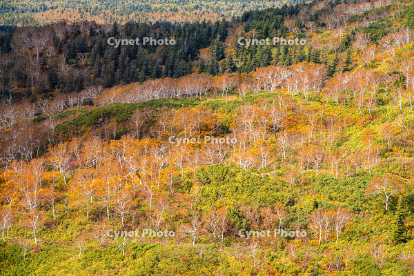 秋の旭岳ロープウェイからの景色 [YMA110016263]