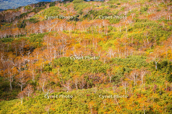 秋の旭岳ロープウェイからの景色 [YMA110016264]