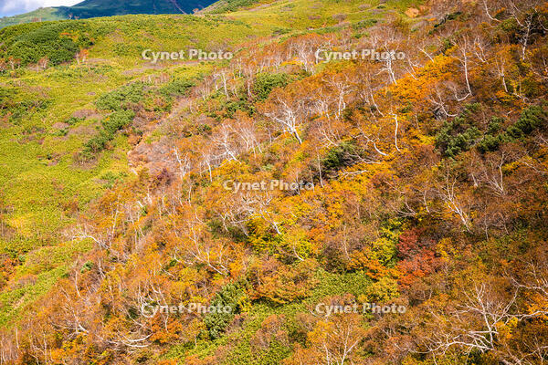 秋の旭岳ロープウェイからの景色 [YMA110016266]