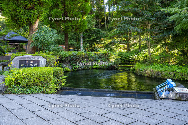 白川水源 [YMA110016361]