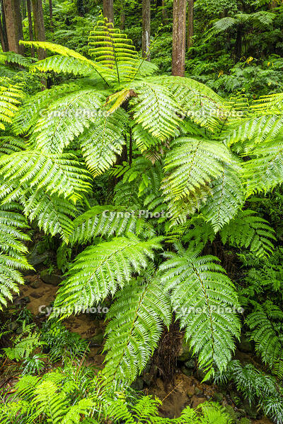 太田のヘゴ自生群落 [YMA110016365]