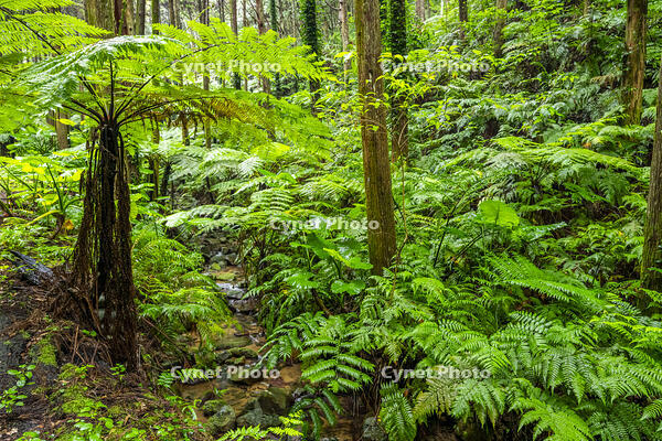 太田のヘゴ自生群落 [YMA110016366]
