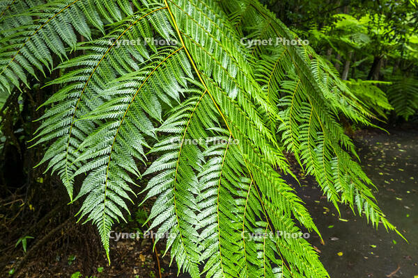 ヘゴの葉 [YMA110016367]