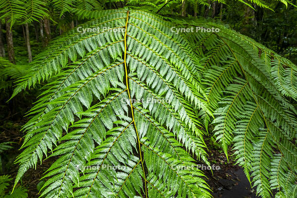 ヘゴの葉 [YMA110016368]