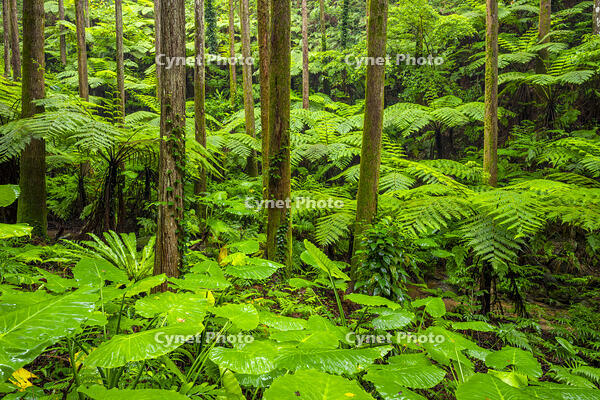 太田のヘゴ自生群落 [YMA110016369]