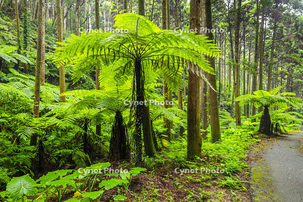 太田のヘゴ自生群落 [YMA110016370]
