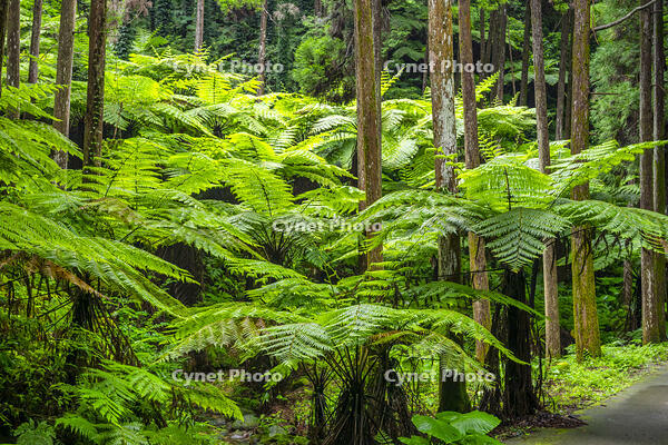 太田のヘゴ自生群落 [YMA110016371]