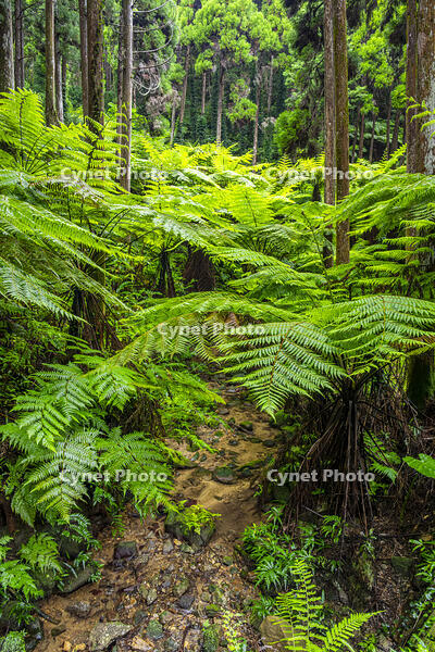太田のヘゴ自生群落 [YMA110016372]