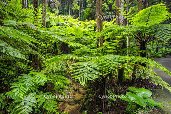 太田のヘゴ自生群落 [YMA110016373]