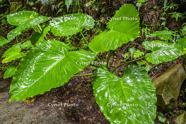 クワズイモ [YMA110016374]