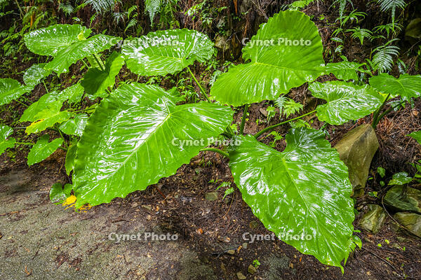 クワズイモ [YMA110016375]