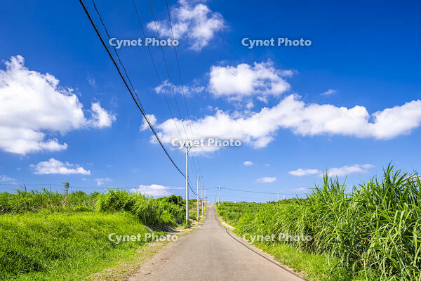 さとうきび畑の通学路 [YMA110016381]